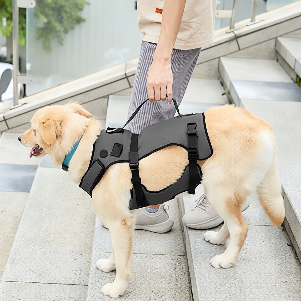 Assistance pour un chien de compagnie aux pattes | Animorah