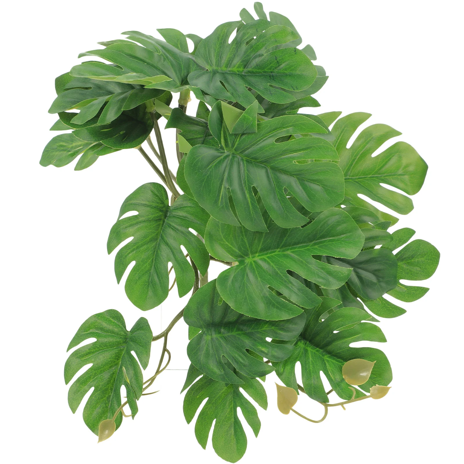 Plantes de Reptile pour Terrarium | Animorah